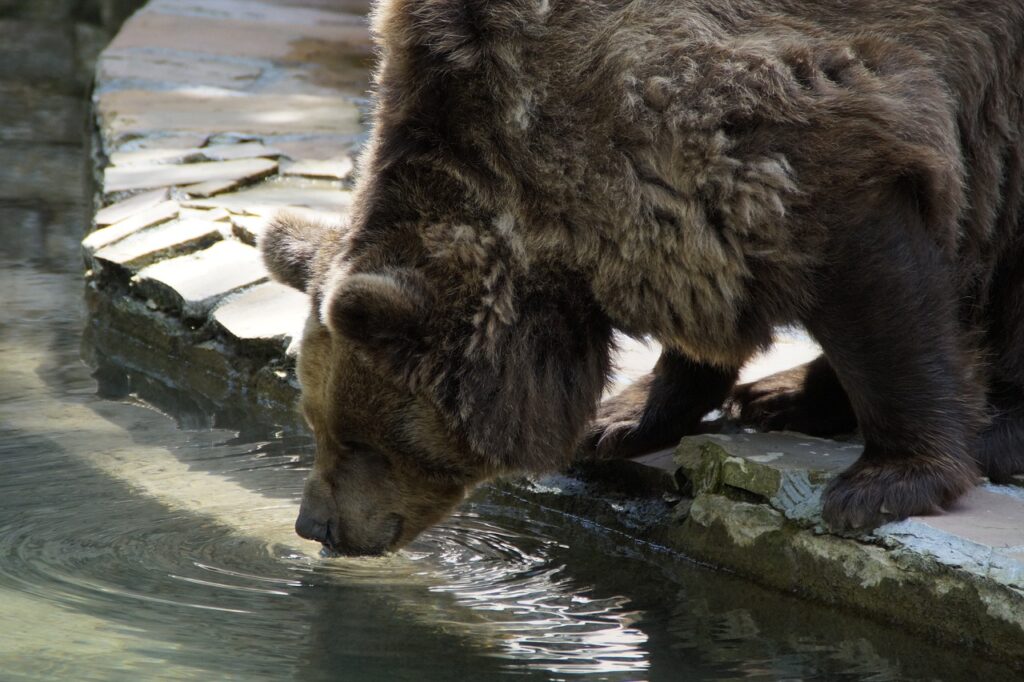 水を飲む熊