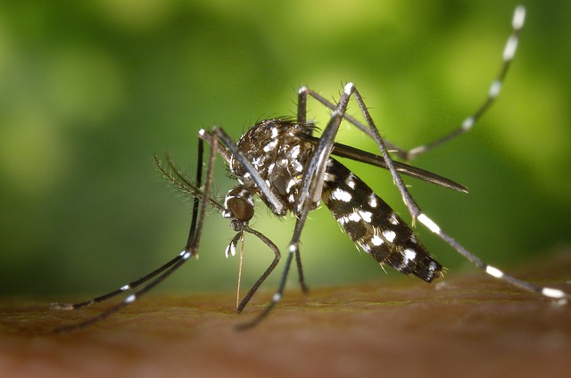 フィラリアを媒介する蚊ーフェレットの高齢期に気をつけたい病気