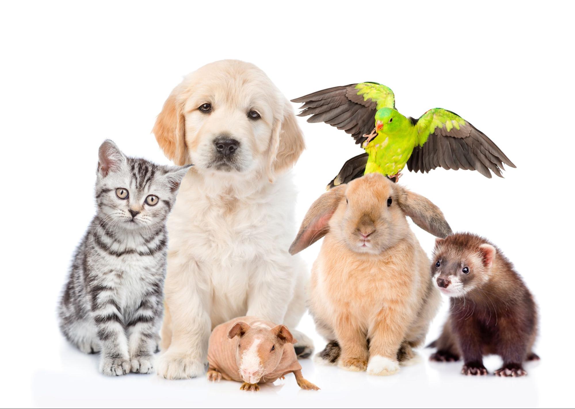 ネコとイヌ、フェレットなど＿獣医師監修フェレットの医療(1)ジステンパーワクチン 接種は必要？