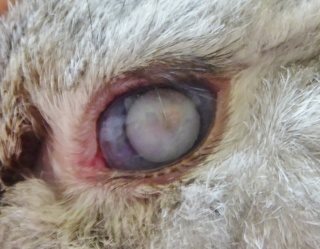 獣医師監修 うさぎの目の病気 うさぎタイムズ うさぎの飼い方から飼育便利グッズ専門サイト