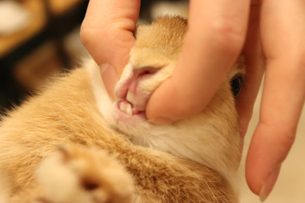 うさぎの歯の病気 不正咬合 の症状 予防法とは 獣医師監修 うさぎタイムズ うさぎの飼い方から飼育便利グッズ専門サイト