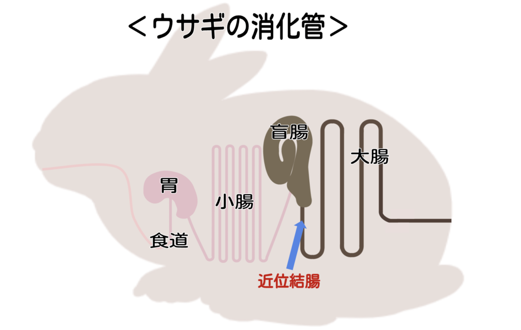 ウサギの消化管/ ウサギの栄養学（１）ウサギの消化管のしくみ～独自の結腸分離システムを使った生き残り戦略～