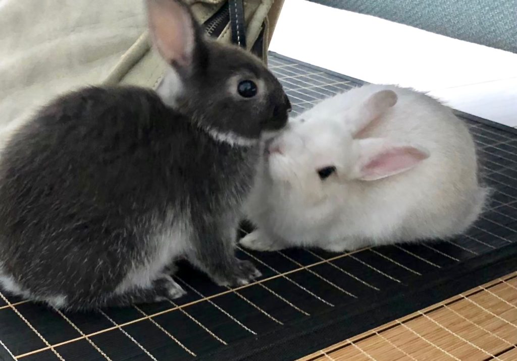黒と白の二匹のウサギ