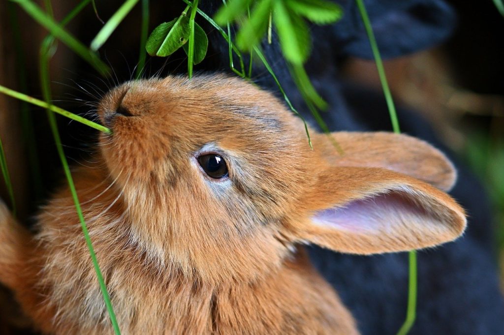 草を食べるウサギ/ウサギの栄養学（４）繊維質からエネルギーを作り出す！ウサギの代謝の仕組み