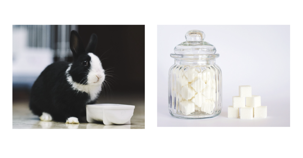 砂糖とうさぎ/ウサギの栄養学（４）繊維質からエネルギーを作り出す！ウサギの代謝の仕組み