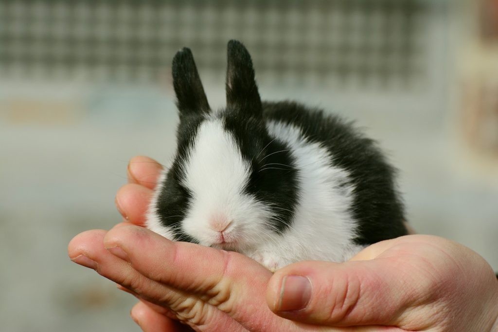 てのひらに乗るウサギ/ウサギの栄養学（６）どう守る？ウサギの「食の安全」