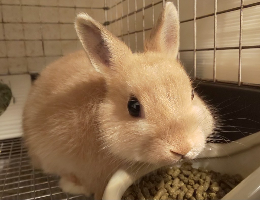 エサを食べるウサギ/ウサギの栄養学（６）どう守る？ウサギの「食の安全」