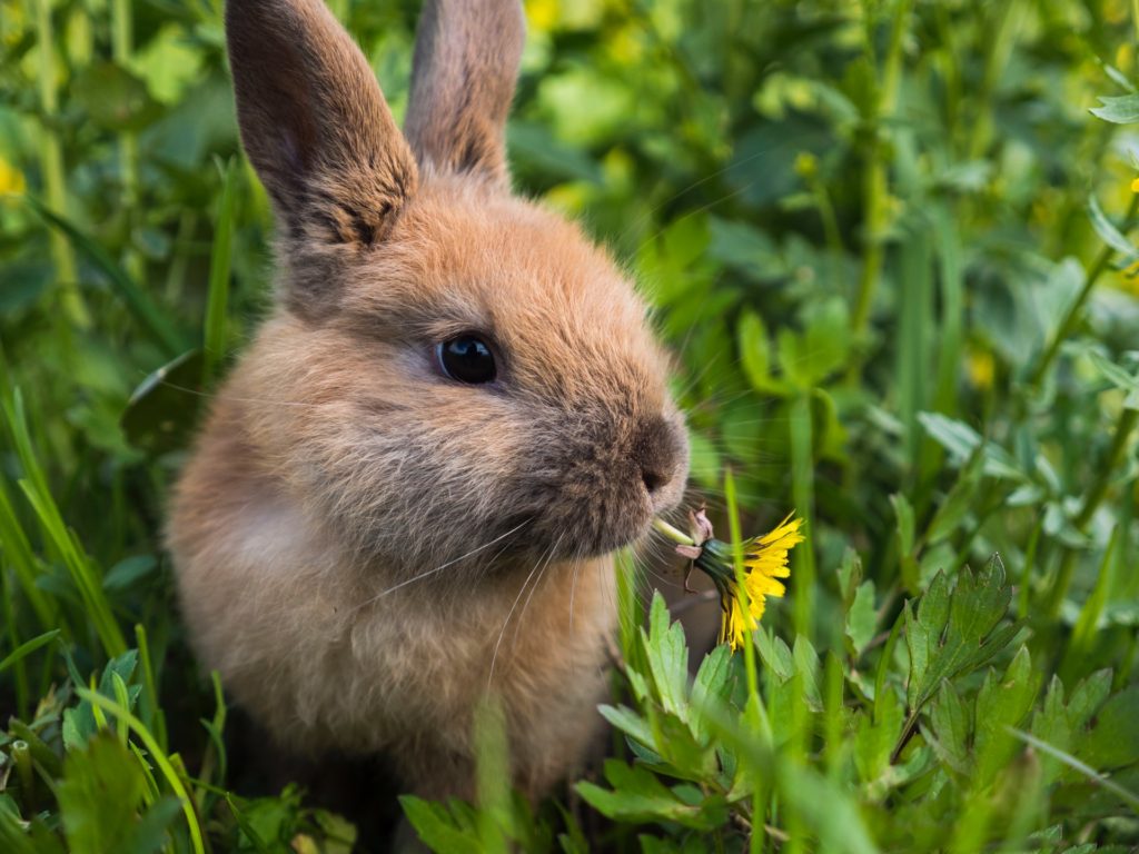 花を食べるウサギ/ウサギの栄養学（５）食餌中成分の分析方法と消化率の測定方法