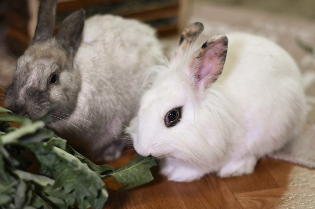 エサを食べるうさぎ/ウサギの栄養学（５）食餌中成分の分析方法と消化率の測定方法