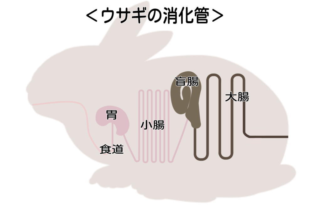 ウサギの消化管 ウサギの栄養学（８）ウサギとデンプンを考える（前編）
