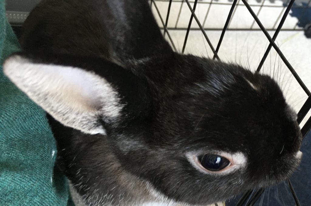 ウサギの耳の病気