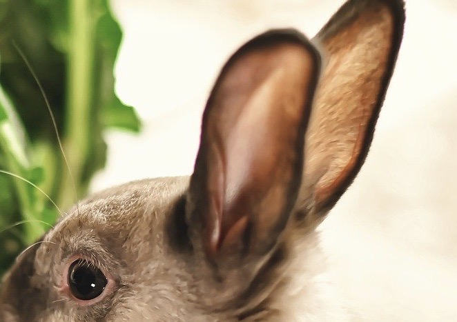 ウサギの耳の病気