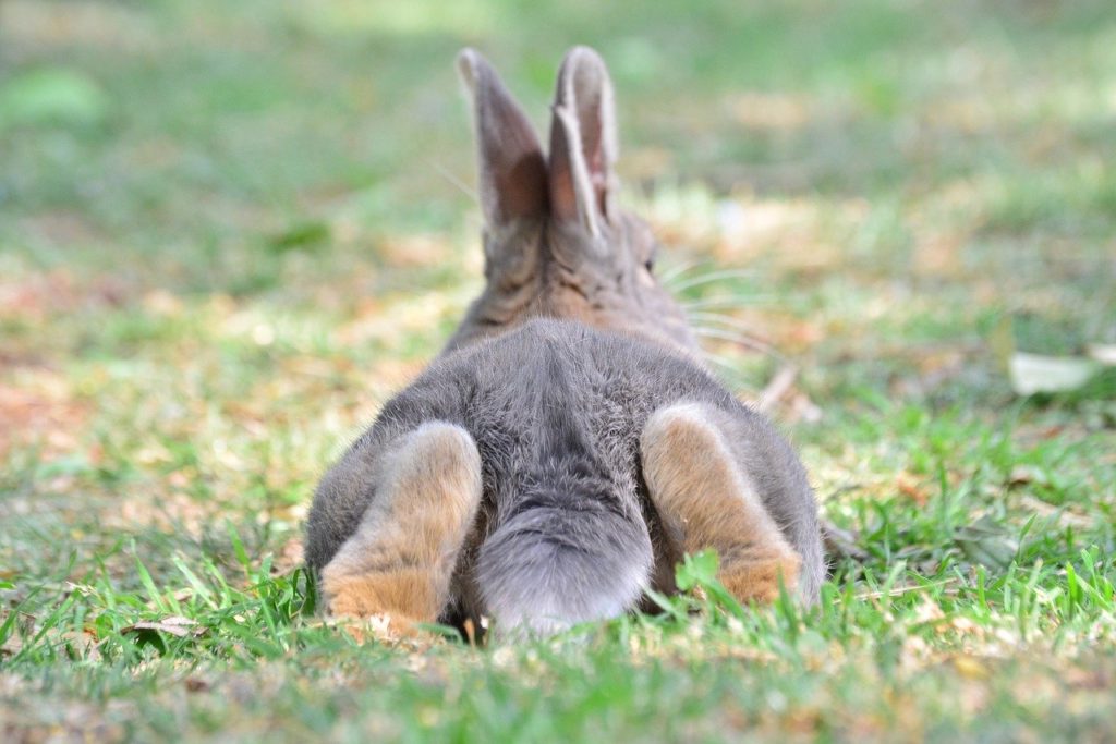 ウサギ寝転び＿ウサギは目を開けたまま寝るってほんと？