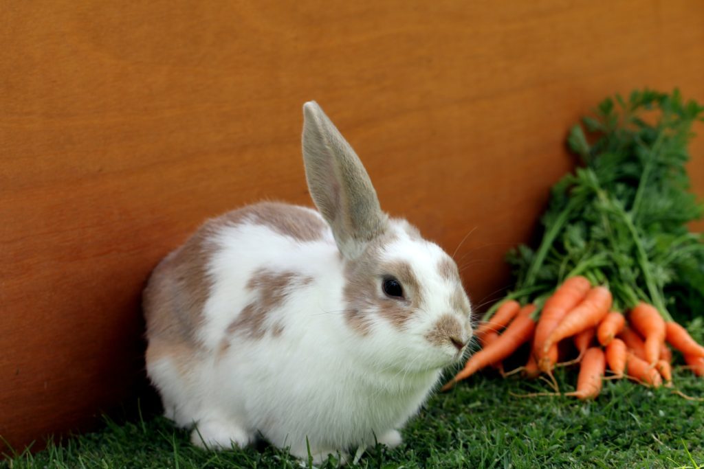 ニンジンとうさぎ ウサギの栄養学（９）ウサギとデンプン〜ポイントは「消化率」（後編）