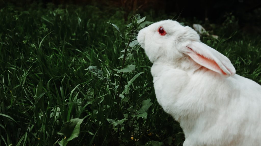 草を食べるうさぎ ウサギの栄養学（９）ウサギとデンプン〜ポイントは「消化率」（後編）