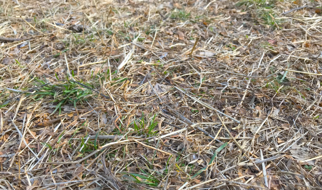 動物行動学者監修ウサギの「かじる」謎にせまる 草