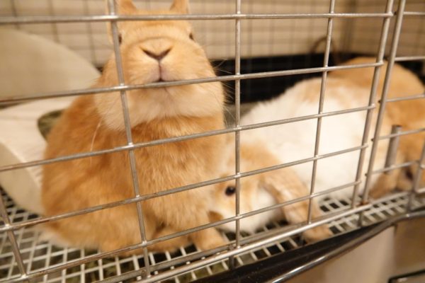 動物行動学者監修ウサギの「かじる」謎にせまる ケージをかじるウサギ