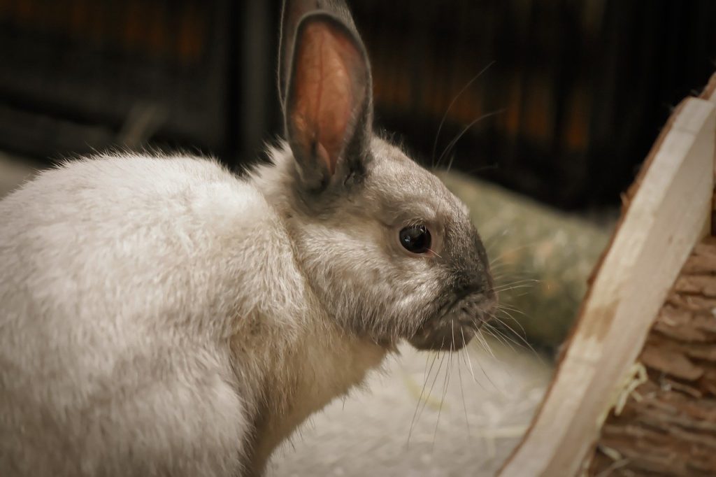動物行動学者監修ウサギの「かじる」謎にせまるimage13