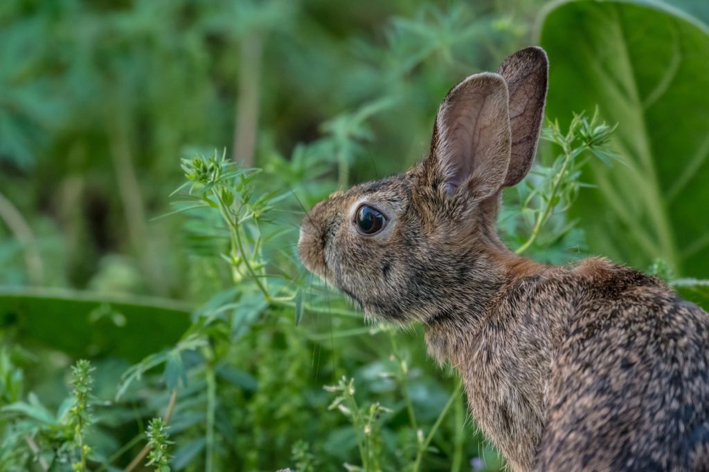 動物行動学者監修ウサギの「かじる」謎にせまる image9