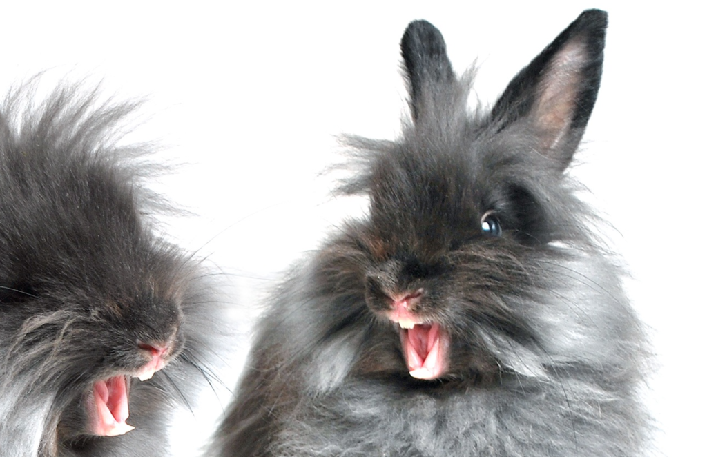 動物行動学者監修ウサギの「かじる」謎にせまる うさぎの歯