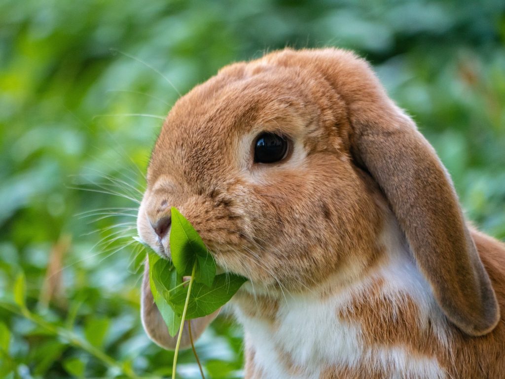 動物行動学者監修ウサギの「かじる」謎にせまる 草をはむうさぎ