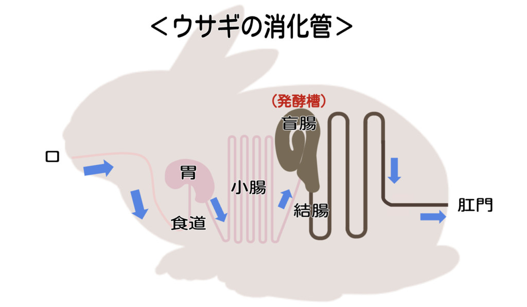 ウサギの消化管/ウサギの栄養学（2）フンを食べないと生きられない！食糞の重要性とは？