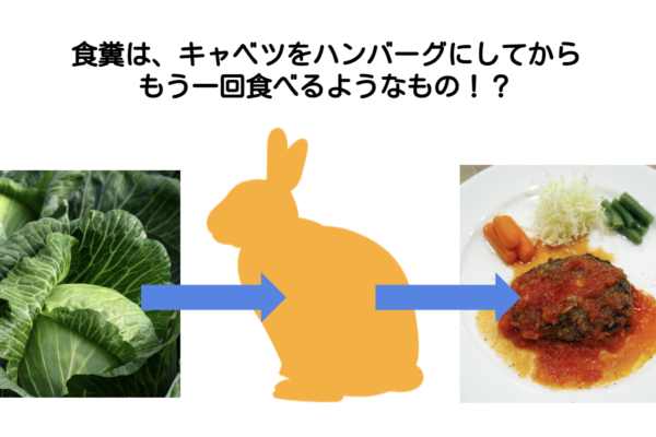 キャベツからハンバーグへ/ウサギの栄養学（2）フンを食べないと生きられない！食糞の重要性とは？
