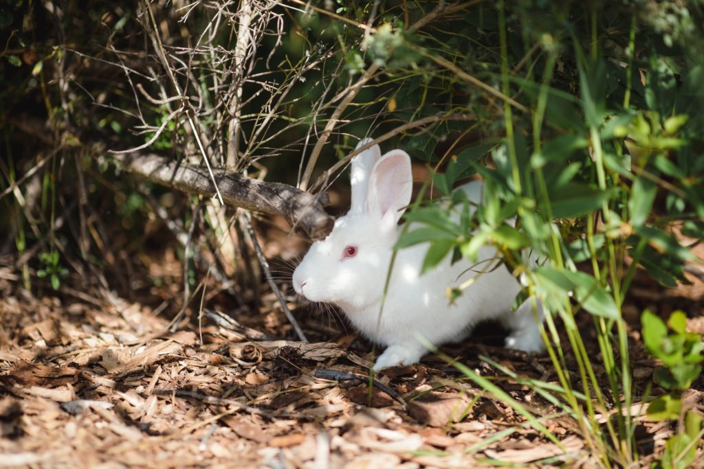 隠れるうさぎ/動物行動学者監修　ウサギの怖いものって何？怯えるウサギの行動・心