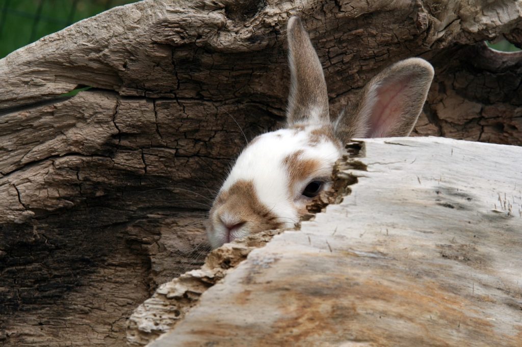 木に隠れるうさぎ/動物行動学者監修　ウサギの怖いものって何？怯えるウサギの行動・心