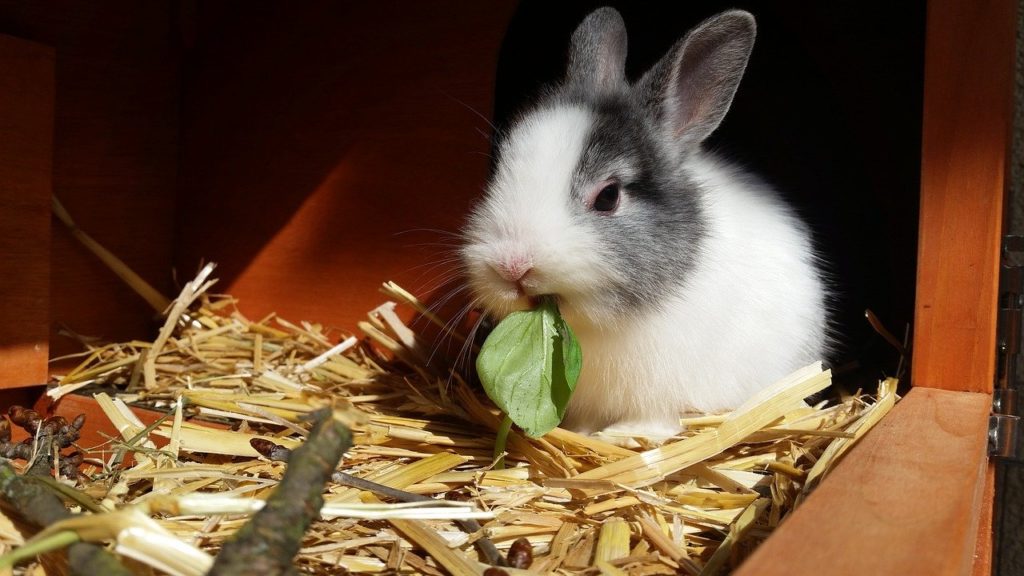 草を食べるウサギ 動物行動学者監修 知ると納得！ウサギの学習と行動の関係