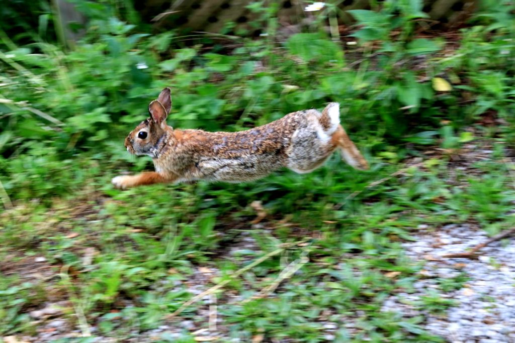 野を駆けるうさぎ 動物行動学者監修 ウサギの遊びは自己完結型？その行動は「楽しい」のサインかも