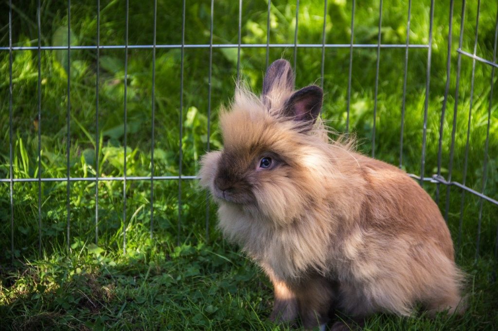 庭で遊ぶウサギ 動物行動学者監修 ウサギの遊びは自己完結型？その行動は「楽しい」のサインかも
