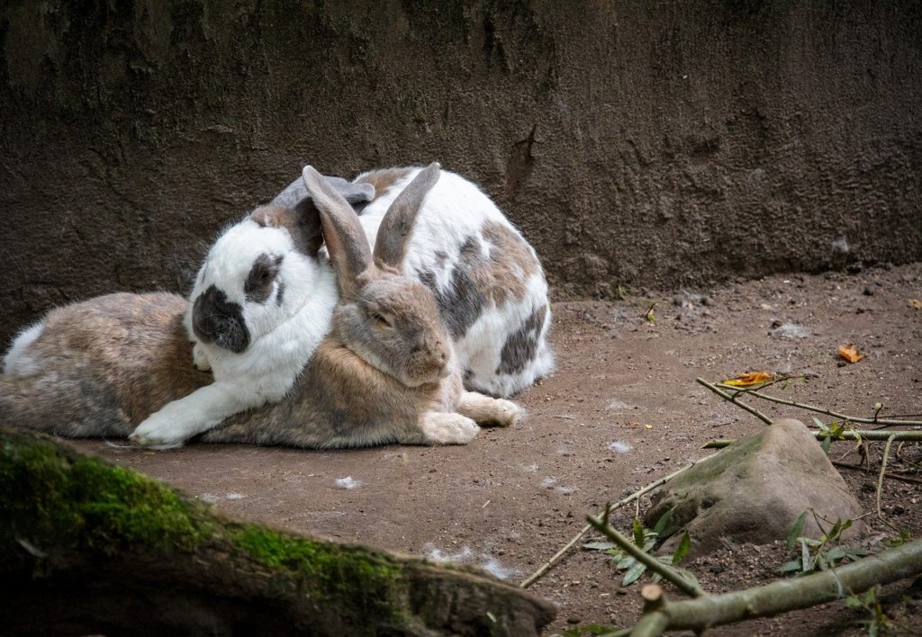 ウサギの雄雌イメージ 動物行動学者監修 知ると納得！ウサギの学習と行動の関係