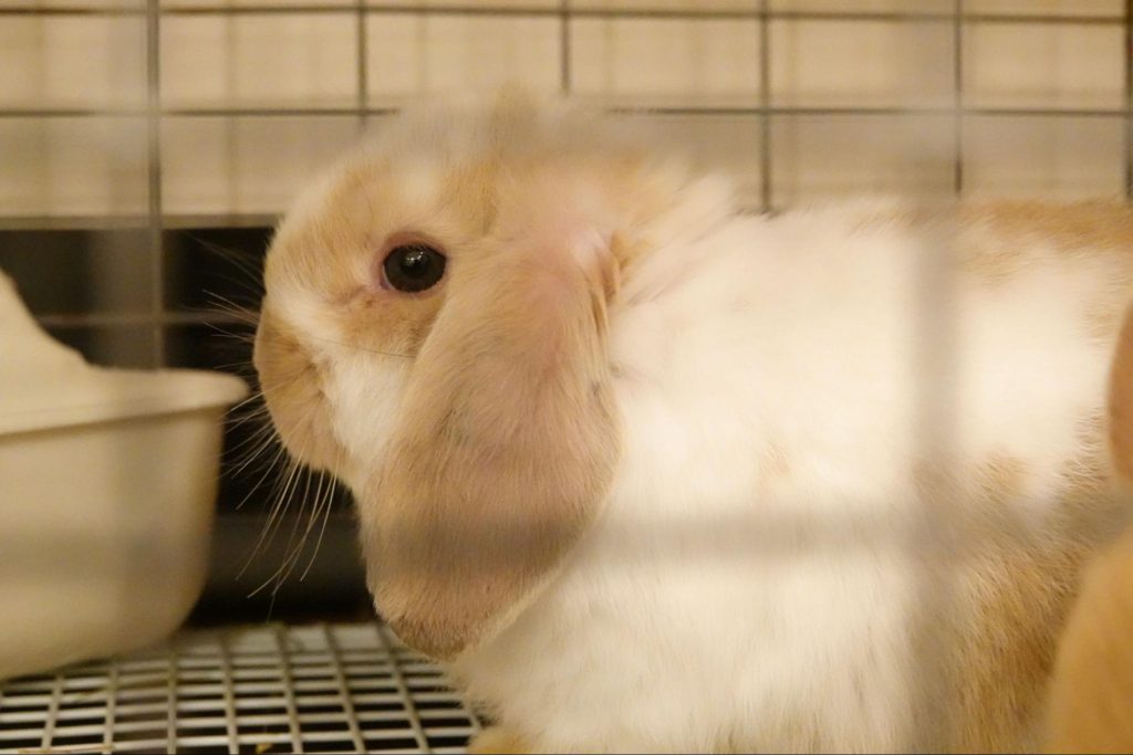 ケージの中のウサギ 動物行動学者監修 知ると納得！ウサギの学習と行動の関係