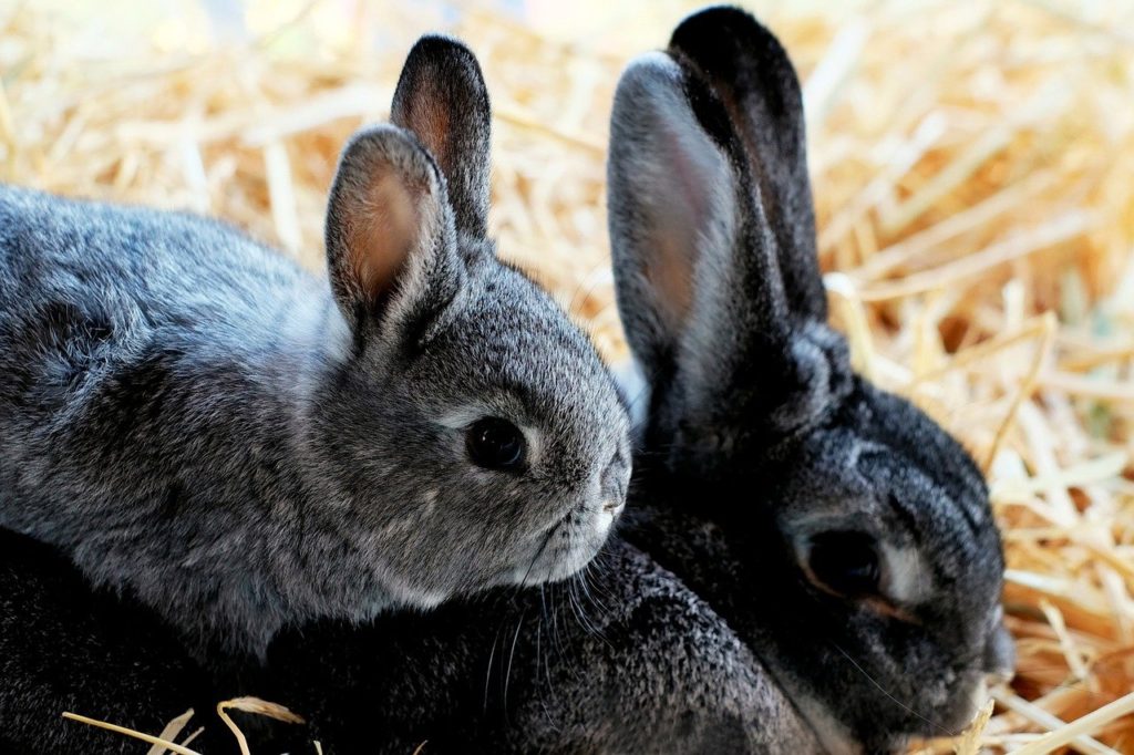 ウサギの親子 動物行動学者監修 知ると納得！ウサギの学習と行動の関係