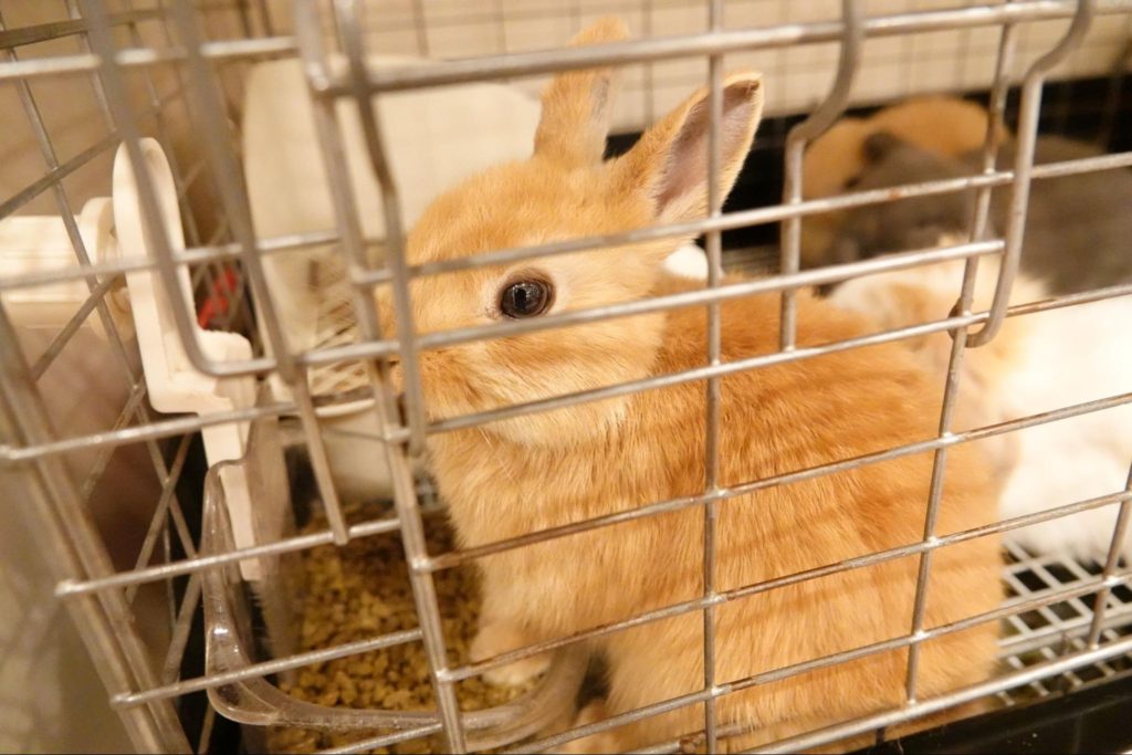 ペレットを食べるウサギ ウサギの栄養学（10）必要量は少なくとも長生きには必須！脂質・ビタミン・ミネラル