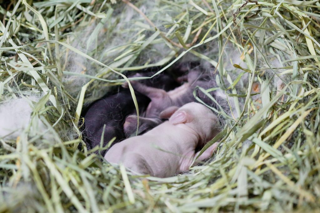 ウサギの赤ちゃん 動物行動学者監修 身体の構造と生態から読み解く ウサギの「食べる」