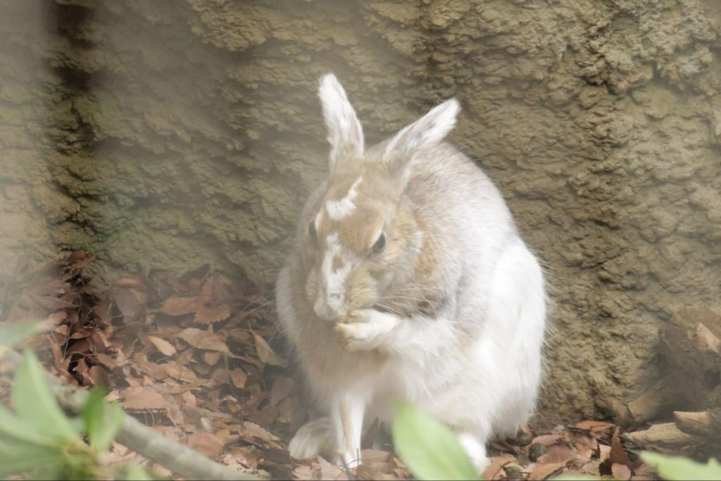 トウホクノウサギ ウサギの栄養学（11）野生下での食生活から見えてくる！ウサギの食餌の不思議