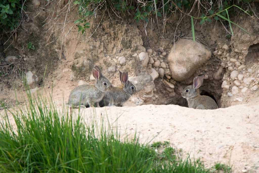 野生のアナウサギ ウサギの栄養学（11）野生下での食生活から見えてくる！ウサギの食餌の不思議