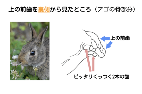 上の前歯を裏側から見た図 動物行動学者監修 身体の構造と生態から読み解く ウサギの「食べる」