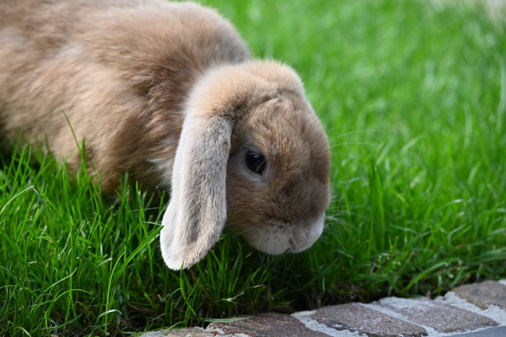エサを探すうさぎ 動物行動学者監修 身体の構造と生態から読み解く ウサギの「食べる」