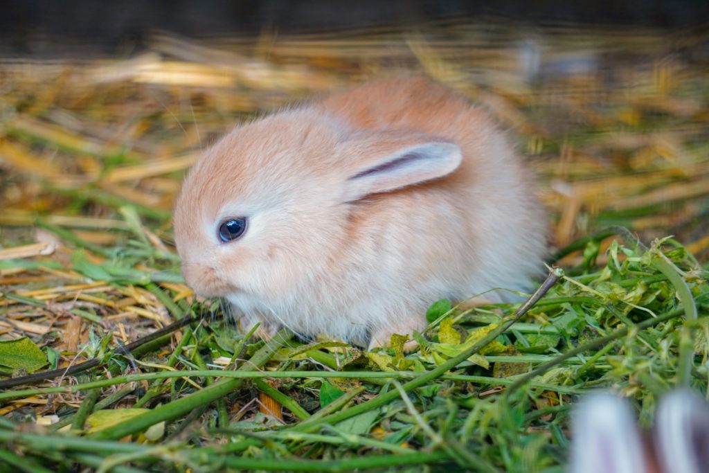 こうさぎ 動物行動学者監修 身体の構造と生態から読み解く ウサギの「食べる」
