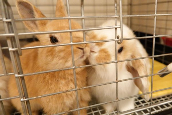 ネザーランドドワーフとホーランドロップ ウサギの栄養学（12）飼い主さんのフード選び、重視すべきポイントは？