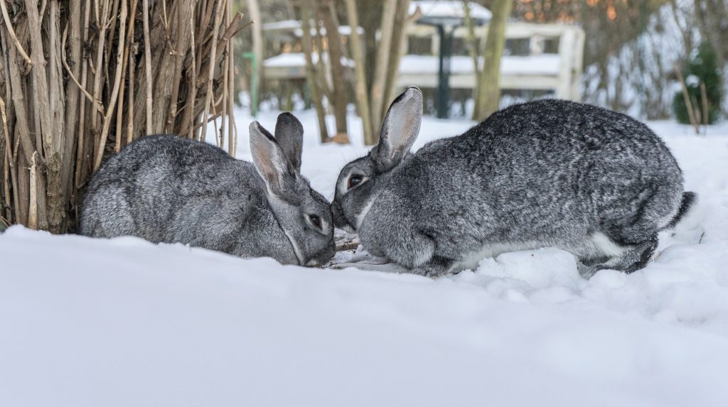 雪の中のウサギ
