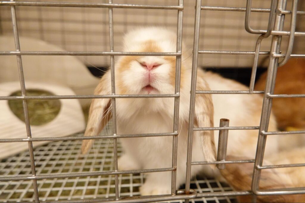 ケージの中のウサギ ウサギ専門医に聞く(1)白内障 治療法は目薬？手術？