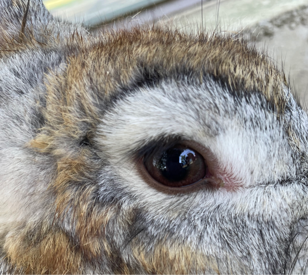 うさぎの目 ウサギ専門医に聞く(2)結膜炎 うつるの？自然治癒する？ 目をこする子への対応 