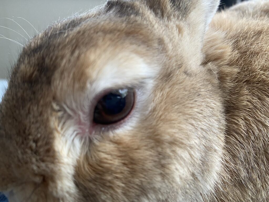 うさぎの結膜炎 東京都モカちゃん ウサギ専門医に聞く(2)結膜炎 うつるの？自然治癒する？ 目をこする子への対応