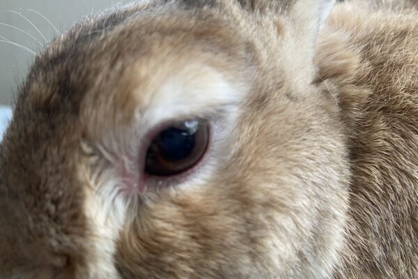 うさぎの結膜炎 東京都モカちゃん ウサギ専門医に聞く(2)結膜炎 うつるの？自然治癒する？ 目をこする子への対応