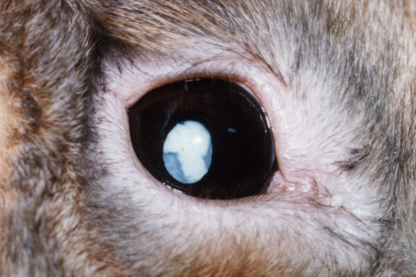 白内障2 ウサギ専門医に聞く(1)白内障 治療法は目薬？手術？