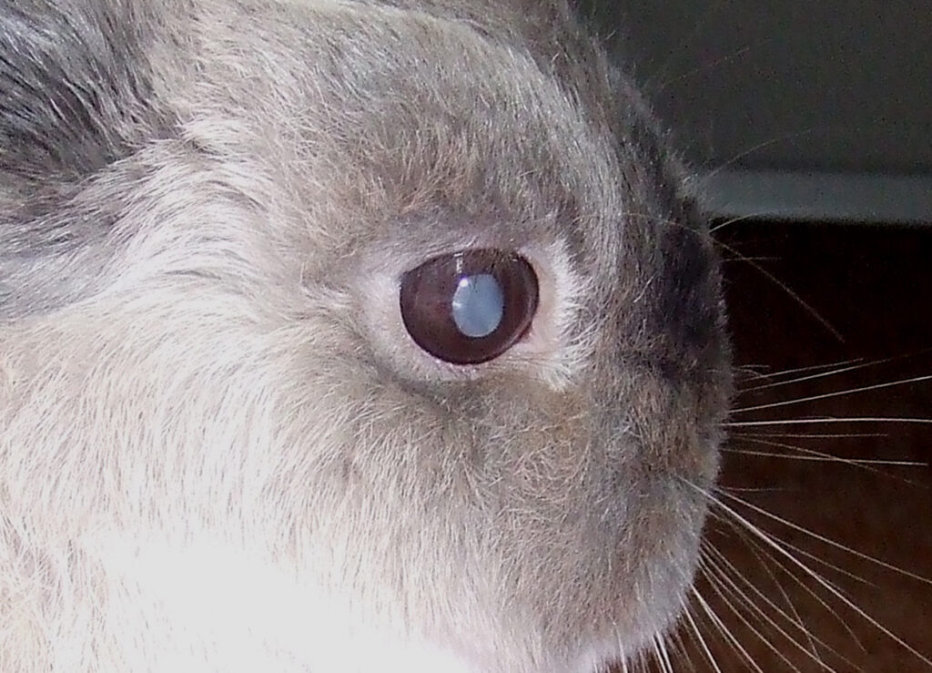 白内障1 ウサギ専門医に聞く(1)白内障 治療法は目薬？手術？